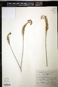 Asclepias linaria image