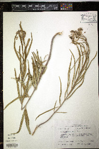 Asclepias michauxii image