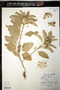 Asclepias oenotheroides image