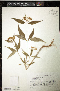 Asclepias quadrifolia image