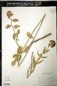 Asclepias viridiflora image