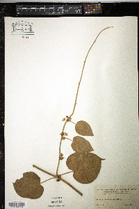 Ibatia maritima image