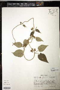 Matelea flavidula image