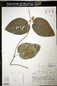 Matelea flavidula image