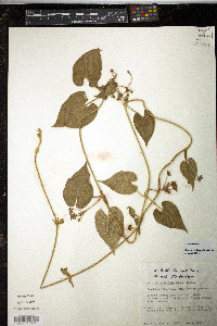 Matelea reticulata image