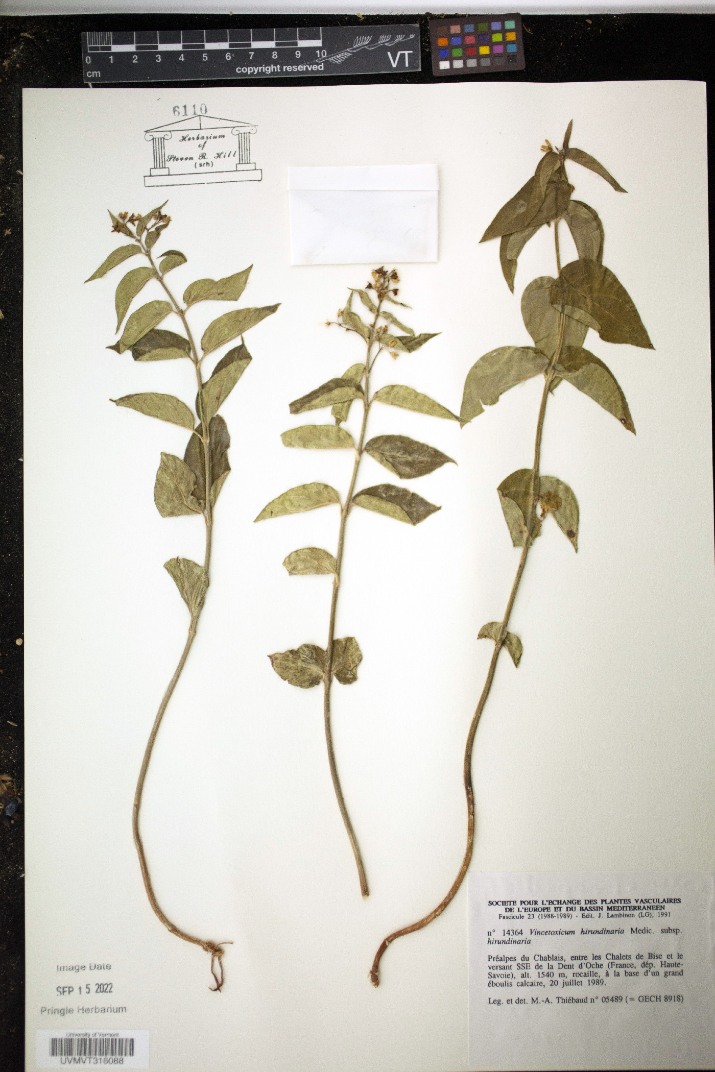 Vincetoxicum hirundinaria image