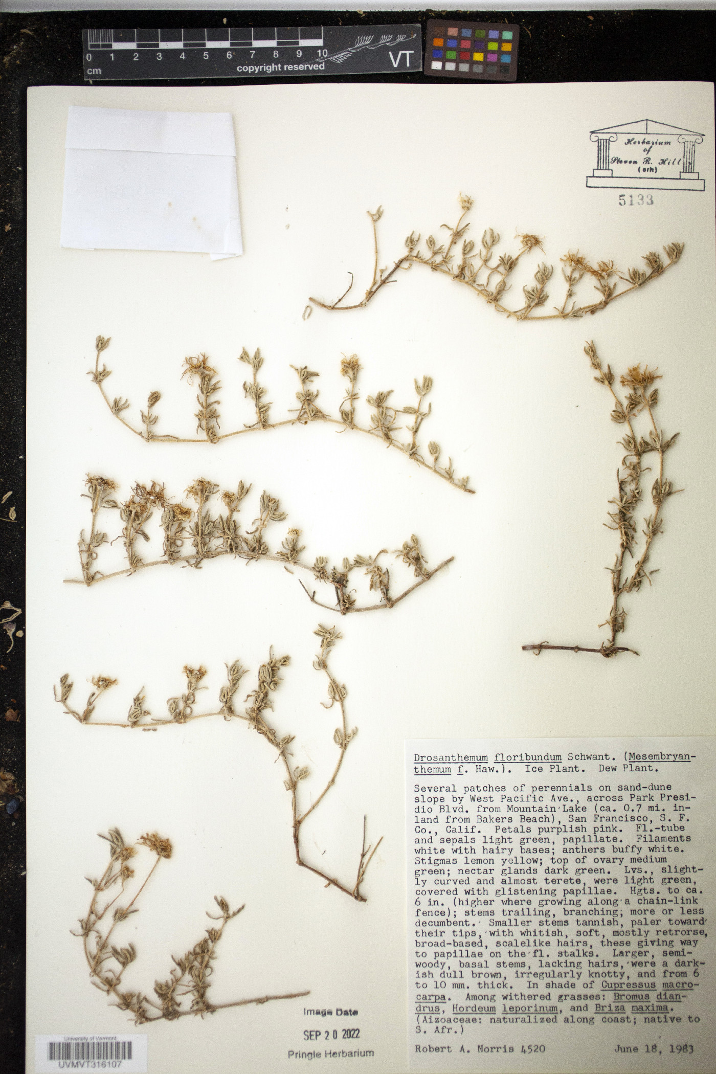 Drosanthemum floribundum image