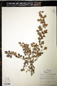 Rhus aromatica var. flabelliformis image