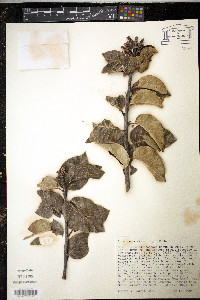 Rhus ovata image