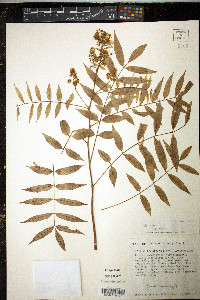 Image of Spondias tuberosa