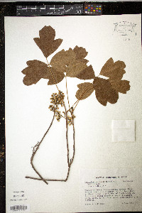 Toxicodendron pubescens image