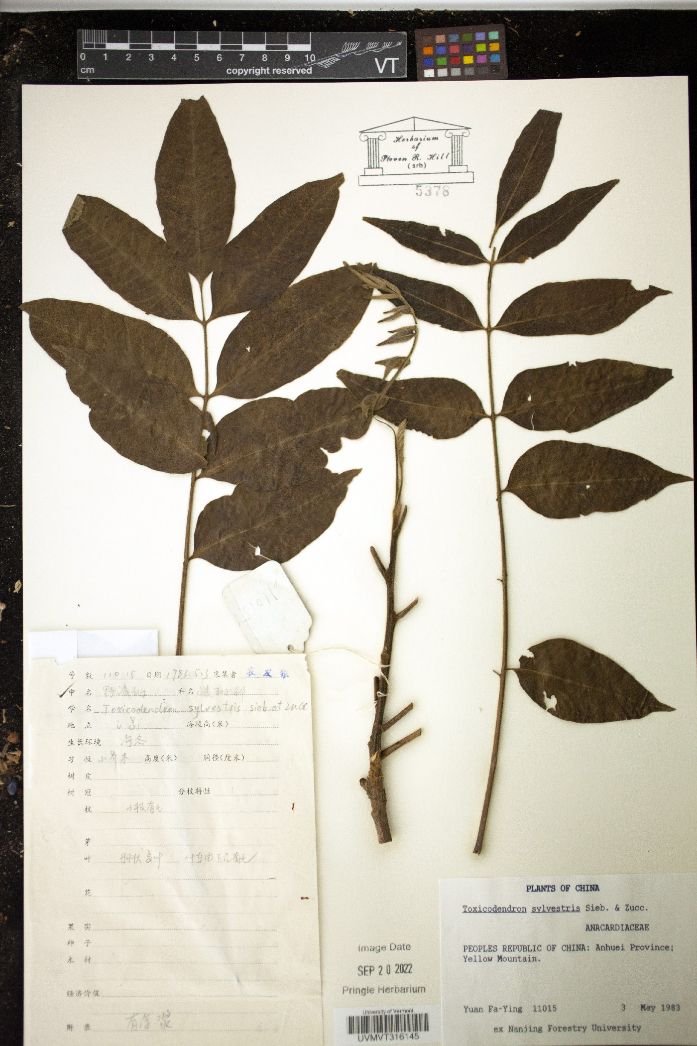 Toxicodendron sylvestre image