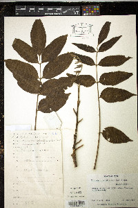 Image of Toxicodendron sylvestre