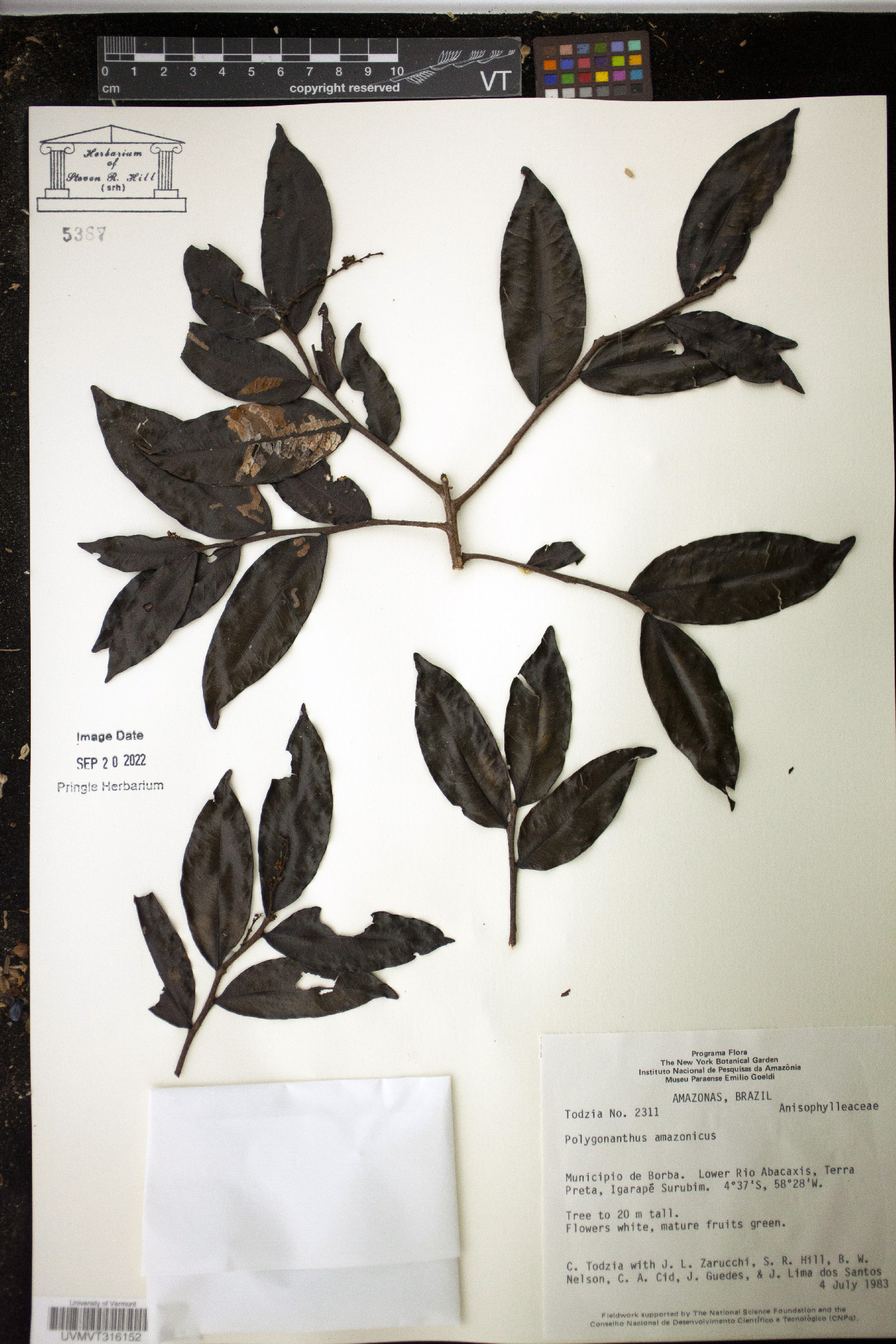 Polygonanthus image