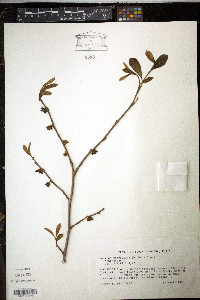 Asimina parviflora image