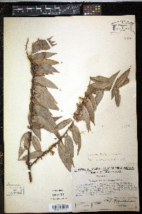 Xylopia frutescens image