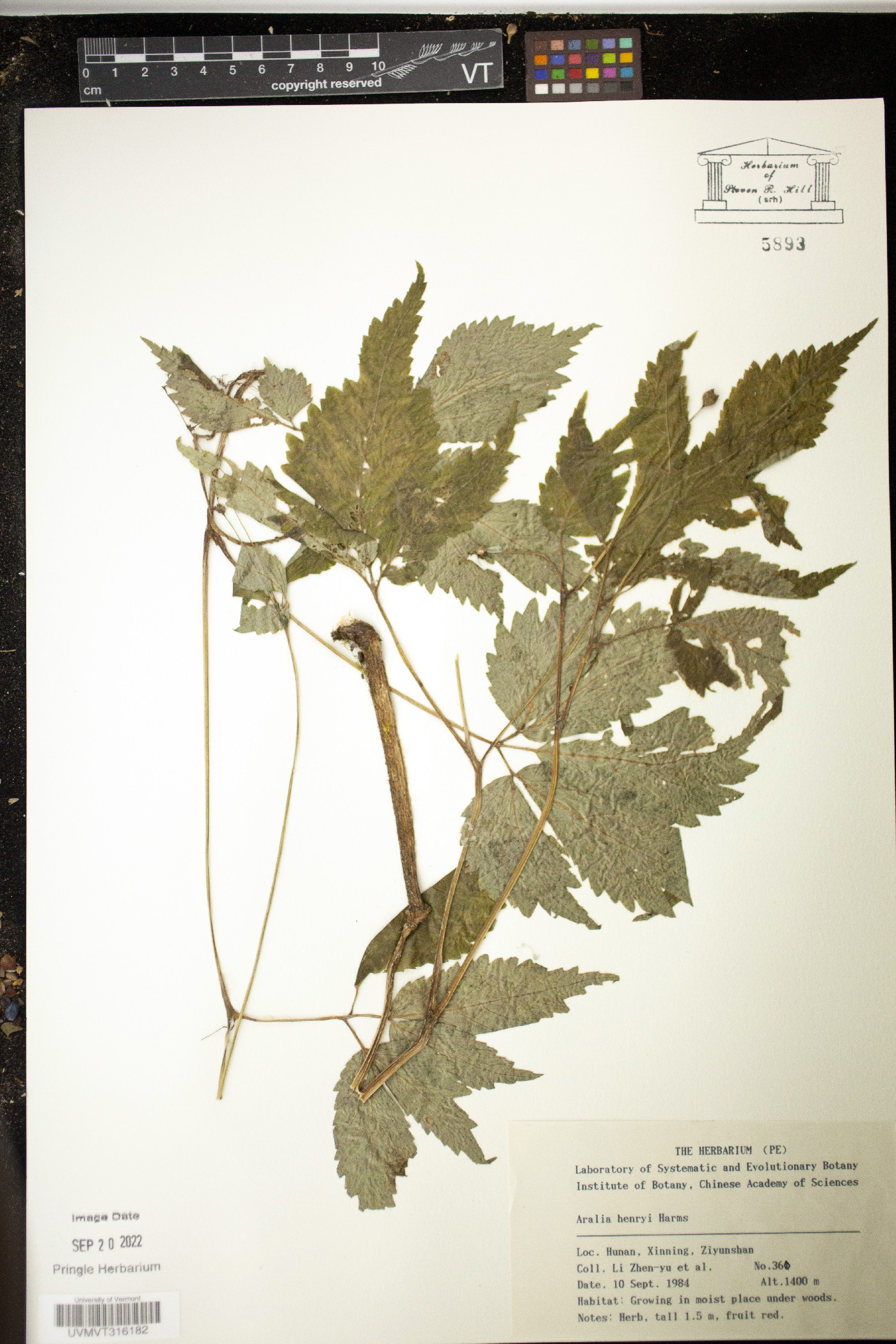 Aralia henryi image