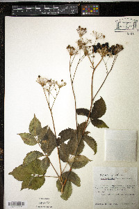 Aralia hispida image