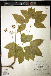 Aralia nudicaulis image