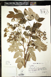 Aralia spinosa image