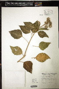 Image of Hedera taurica