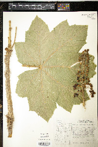 Oplopanax horridus image