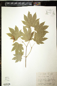 Acer circinatum image