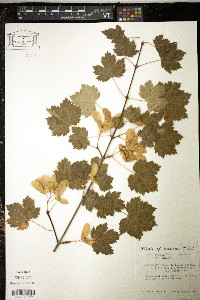 Acer glabrum image