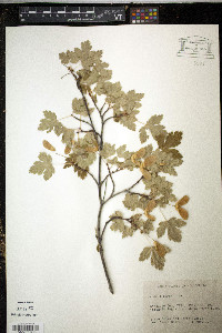 Acer glabrum image