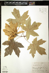 Acer macrophyllum image