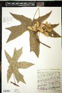 Acer macrophyllum image