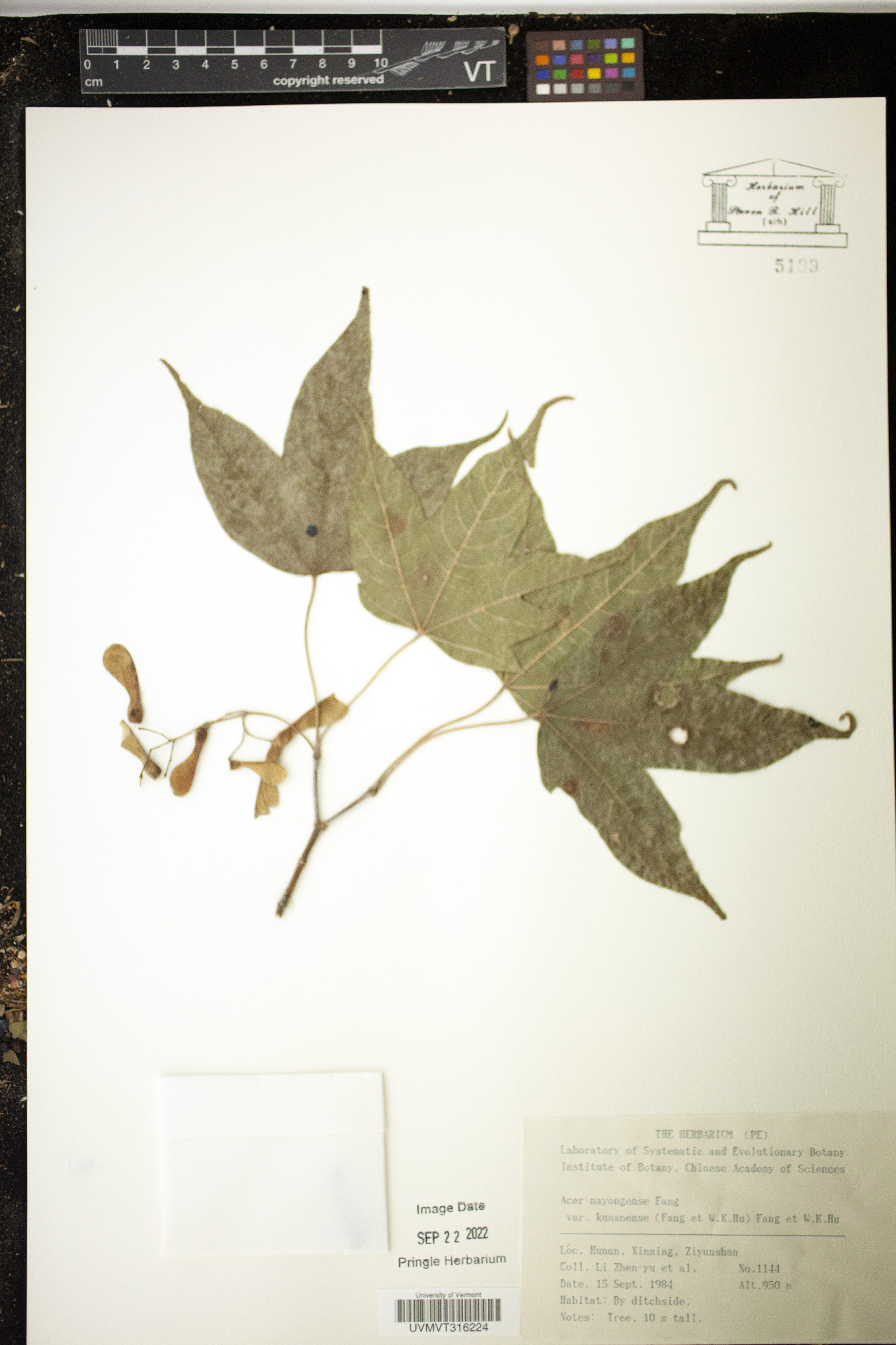 Acer longipes subsp. longipes image