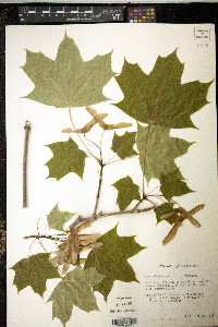 Acer platanoides image