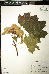 Acer platanoides image