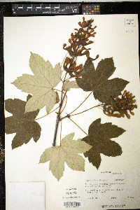 Acer pseudoplatanus image