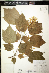 Acer spicatum image