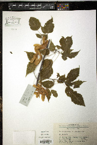 Image of Acer stachyophyllum