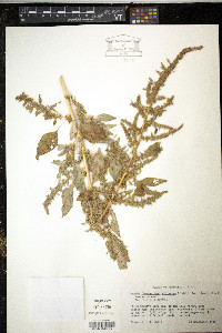 Amaranthus tuberculatus image