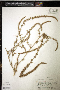 Amaranthus tuberculatus image