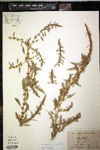 Amaranthus tuberculatus image