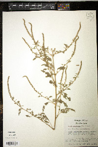 Amaranthus tuberculatus image