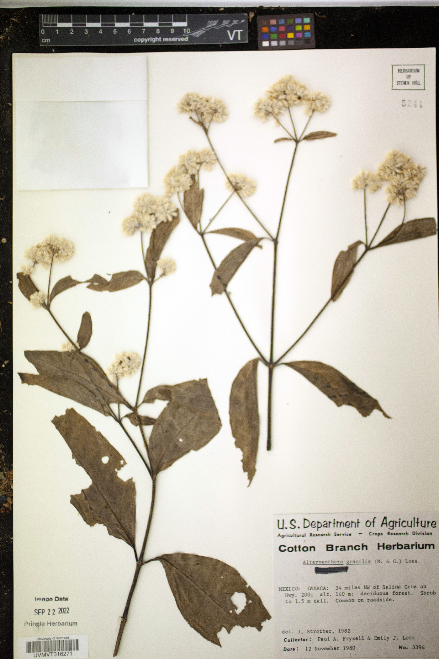 Alternanthera gracilis image