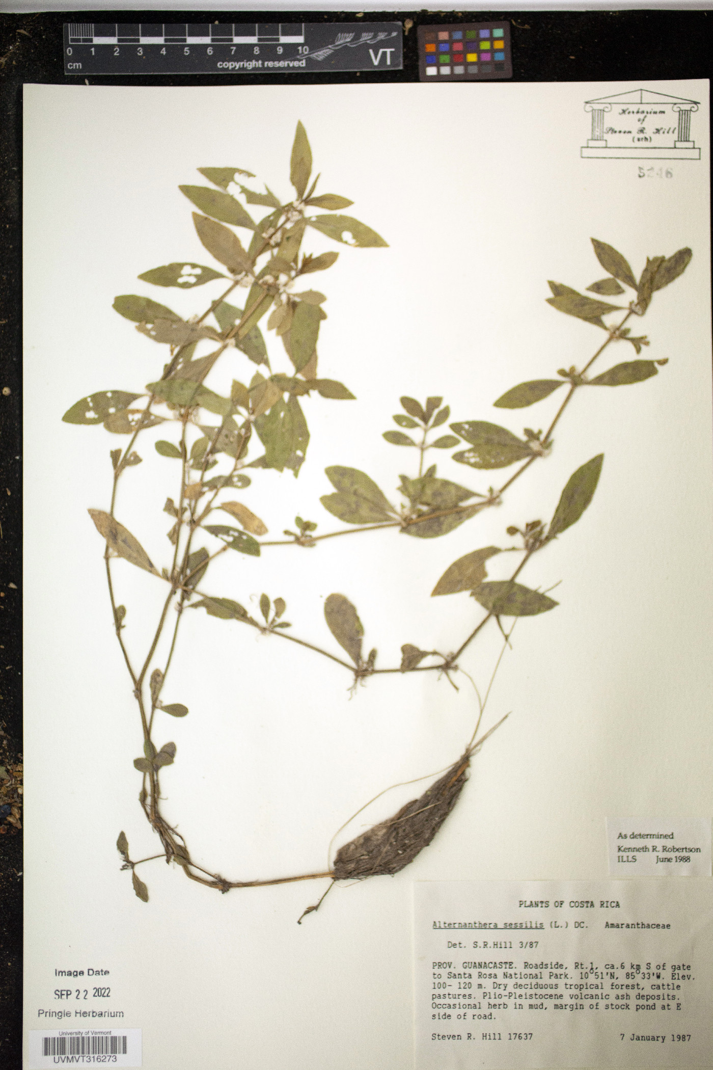 Alternanthera sessilis image