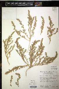 Amaranthus albus image