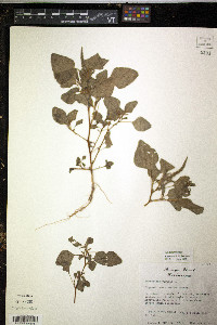 Amaranthus viridis image