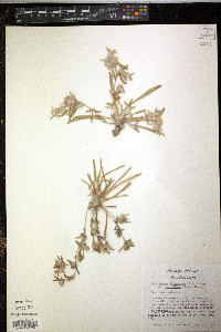 Guilleminea lanuginosa var. tenuiflora image