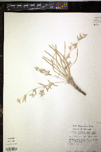 Guilleminea lanuginosa image