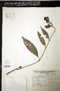 Pleuropetalum sprucei image