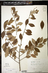 Ilex coriacea image