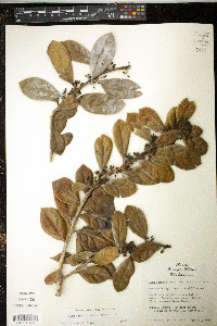 Ilex cornuta image